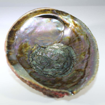 Abalone Shell