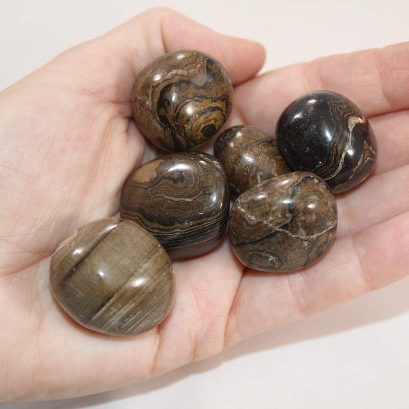 Stromatolite Polished