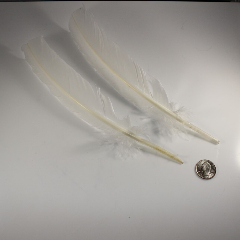 White Turkey Feather